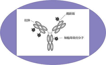 k8国际ADC临床前服务之ADC结构