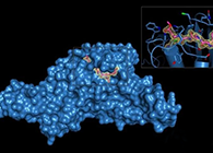 Science重磅！一种“分子剪刀”如何成为COVID-19药物的重要靶标？