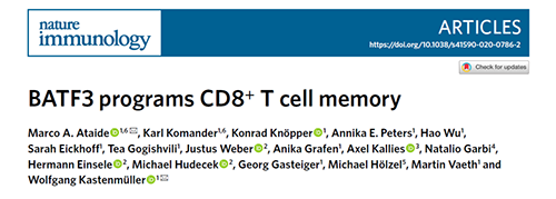 Nature：BATF3改善T细胞记忆应答，有望改善免疫疗法的疗效
