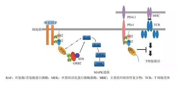 晚期恶性肿瘤患者的福音！k8国际助力凌达生物SHP2变构抑制剂RG001片获批临床 