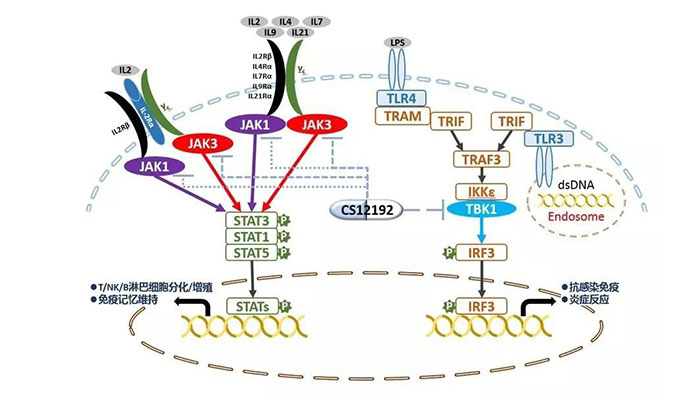 自身免疫疾病或迎新疗法！k8国际助力微芯生物CS12192获批FDA