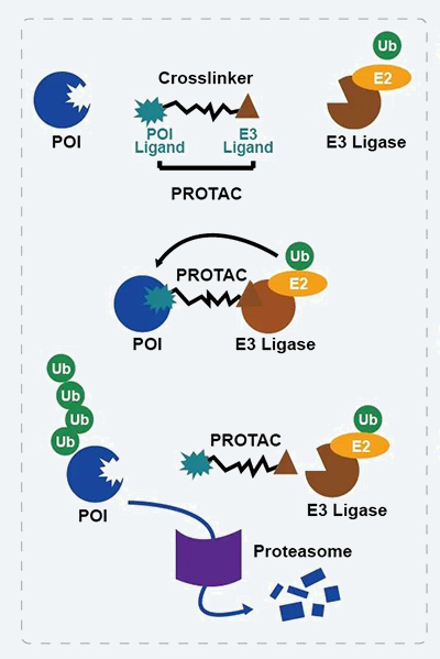 PROTAC技术作用机制.jpg