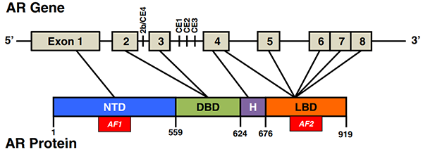 雄激素受体(AR)结构.png
