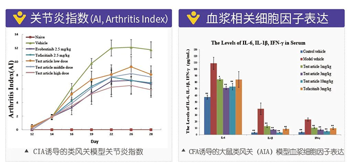 k8国际诱导的类风湿性关节炎模型-2.png