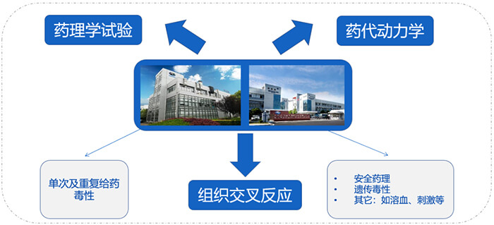 k8国际ADC药物研发服务内容.jpg