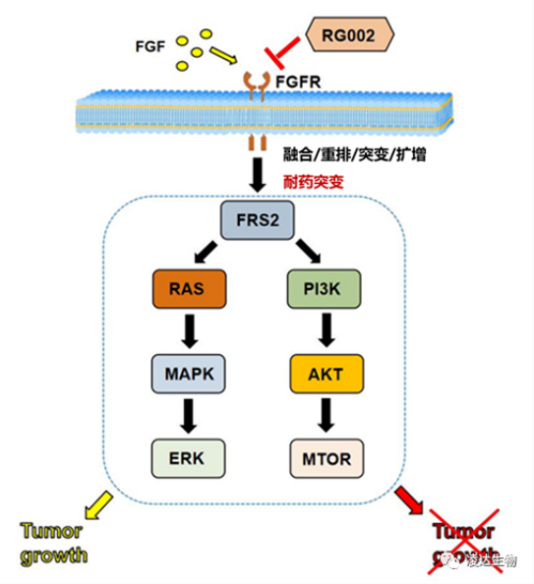 k8国际助力 丨 凌达生物泛FGFR1-4 不可逆抑制剂RG002片获批临床