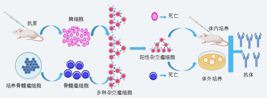 k8国际抗体开发技术