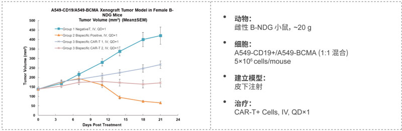 双特异性CAR-T药效研究：CD19-BCMA.jpg