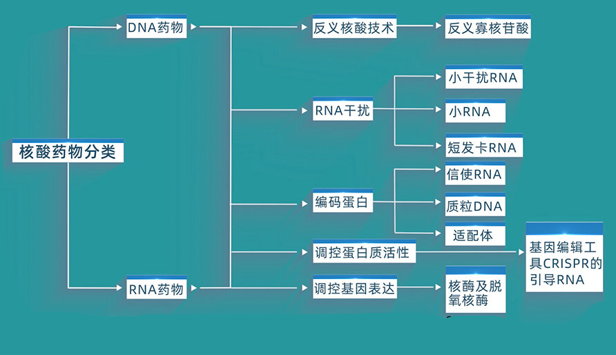 核酸药物的分类有哪些？