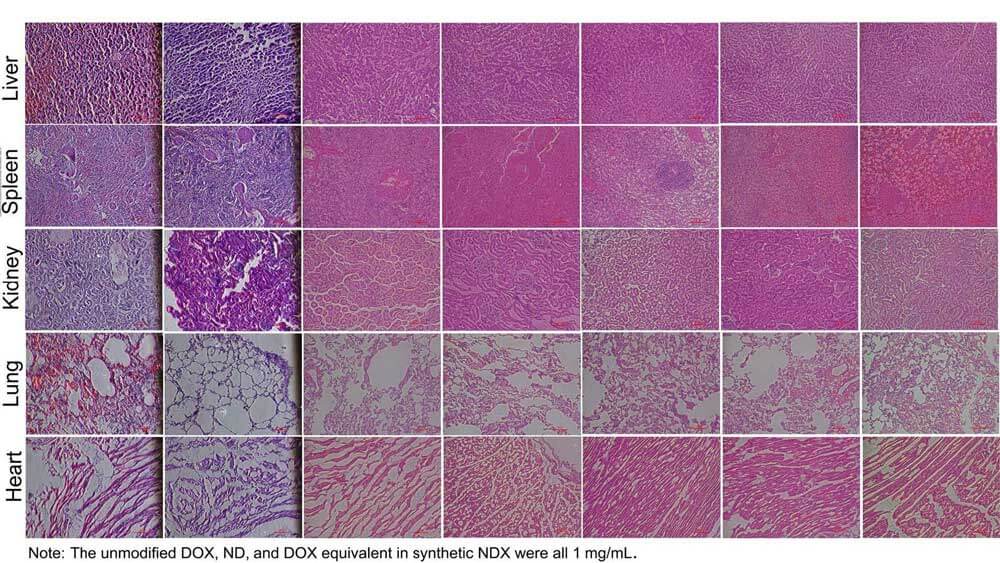 Histopathology-of-dogs-treated-with-ND,-NDX-and-DOX.jpg