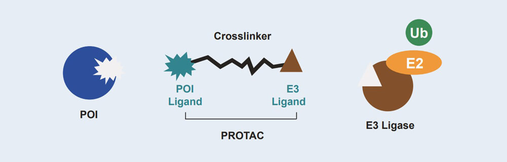 k8国际 PROTAC 药物发现技术服务平台