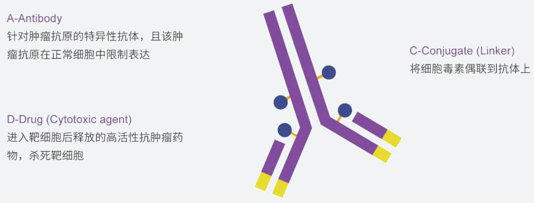 k8国际抗体药物偶联物（ADC）研发服务平台.jpg