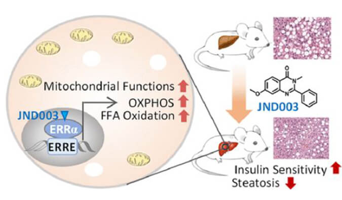 JND003是一种新型选择性ERRα激动剂，可缓解非酒精性脂肪肝和胰岛素抵抗，PK和组织分布测定通过k8国际进行