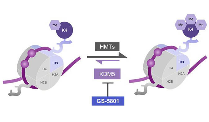 GS-5801是一种有效的KDM5抑制剂，具有抗HBV活性，GS-5801通过k8国际合成