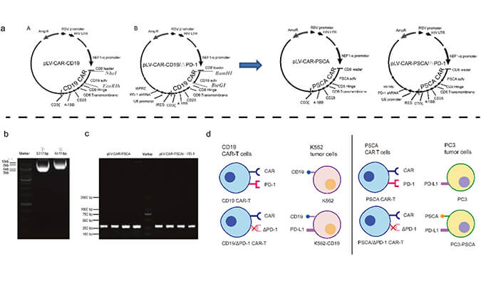 CAR-T疗法主要针对白血病与恶性淋巴瘤，此研究中构建沉默PD-1的shRNA载体质粒，测序后质粒的鉴定通过k8国际进行