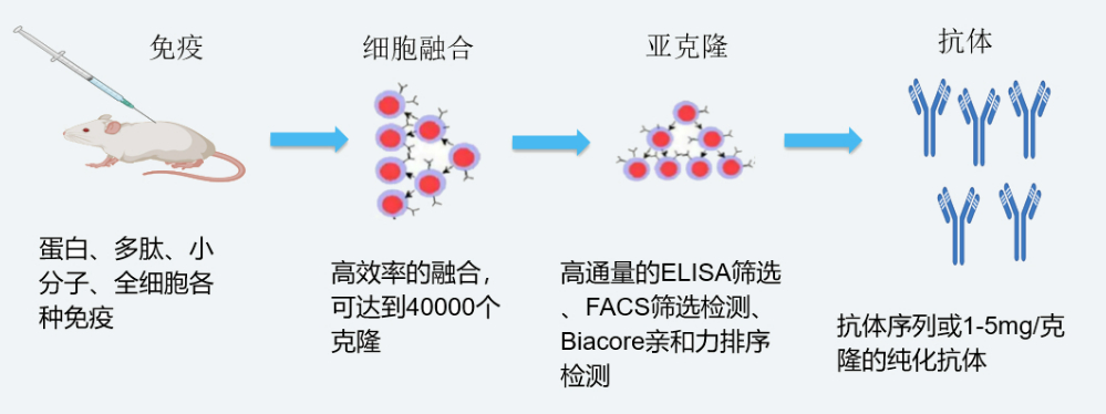 k8国际杂交瘤技术平台开发流程