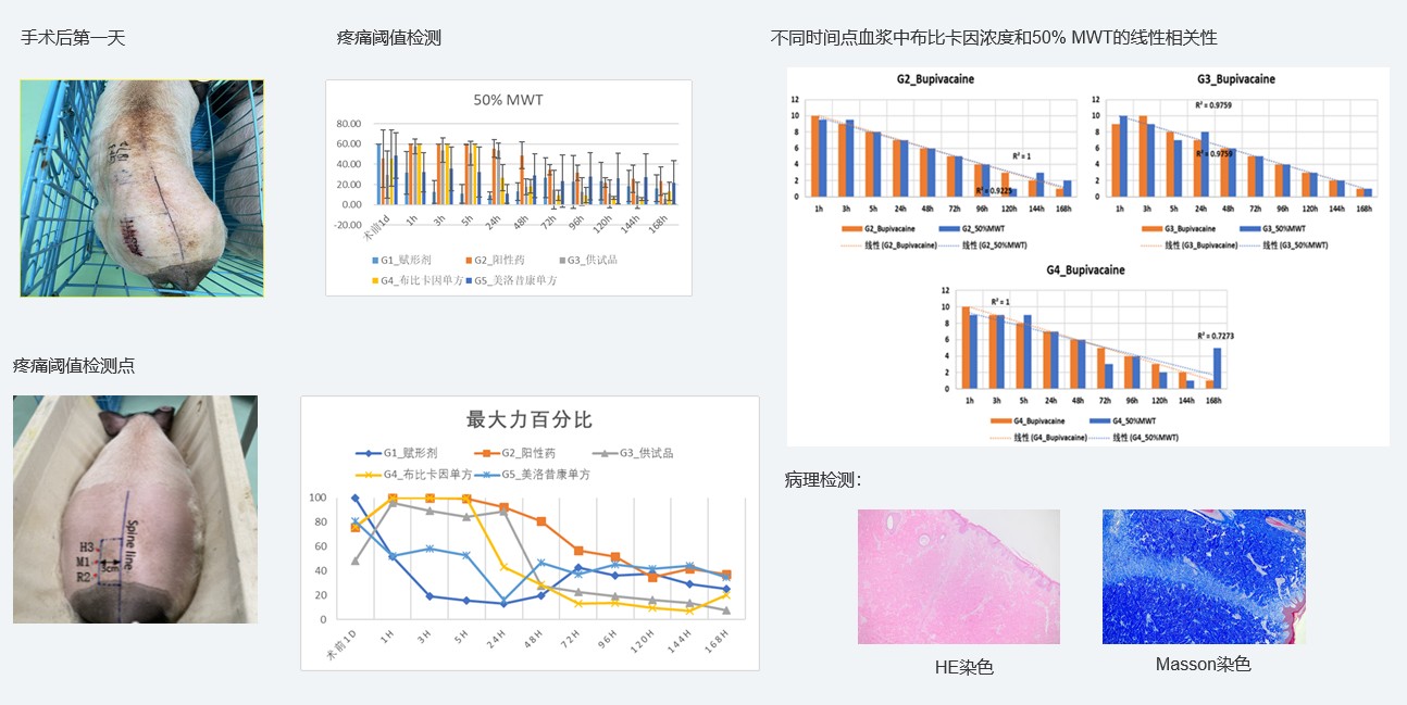 案例1：复方制剂对巴马小型猪术后急性疼痛模型的镇痛试验.jpg