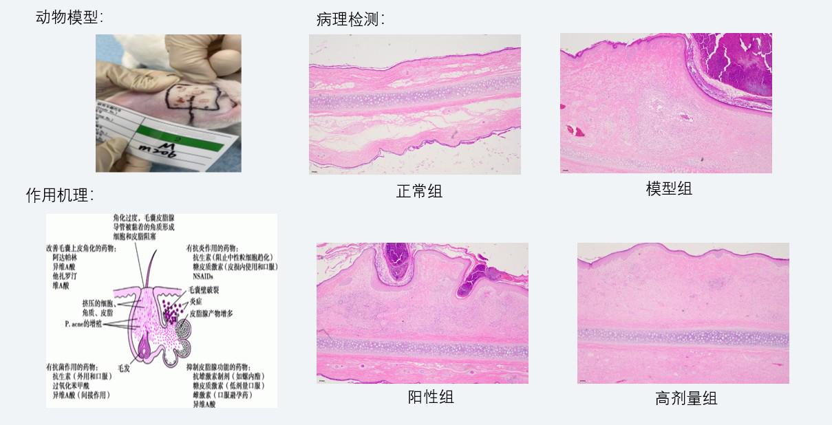 案例3：新西兰兔痤疮药效研究.jpg